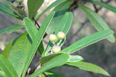 Pyracantha angustifolia