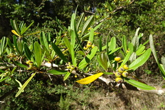 Pyracantha angustifolia