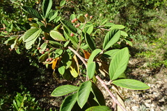 Cotoneaster coriaceus