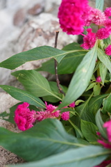 Celosia spicata