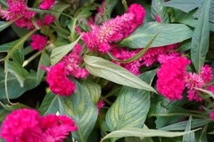 Celosia spicata