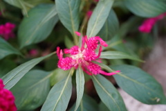 Celosia spicata