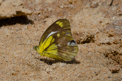 Cepora nadina