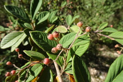 Cotoneaster coriaceus