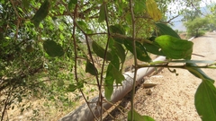 Rhamnaceae
