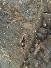 Anthocoris nemorum