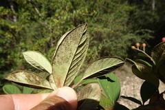 Cotoneaster coriaceus