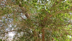 Rhamnaceae