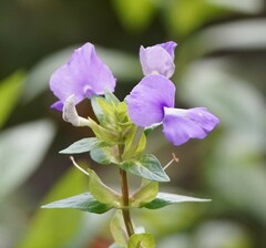 Achetaria azurea