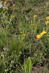 Berkheya setifera
