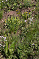Berkheya setifera