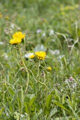 Berkheya setifera