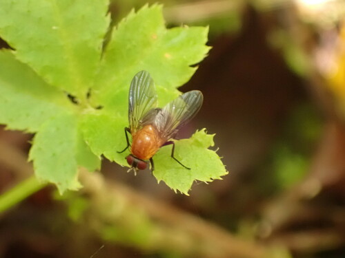 Dichaetomyia fumicosta