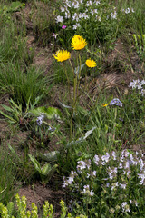 Berkheya speciosa