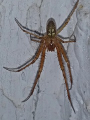 Metellina segmentata