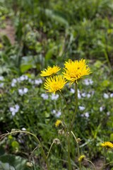 Berkheya speciosa