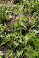 Berkheya umbellata