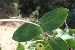 Lonicera implexa