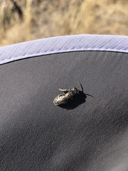 Tiphiinae