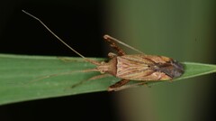 Phytocoris varipes