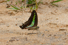 Graphium teredon
