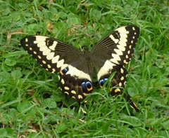 Papilio ophidicephalus