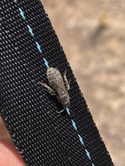 Tiphiinae