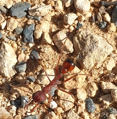 Myrmecia nigriscapa