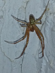 Metellina segmentata