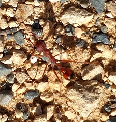 Myrmecia nigriscapa