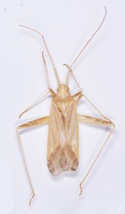 Phytocoris weidneri