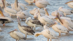 Pelecanus onocrotalus