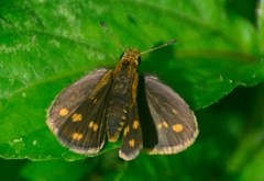 Taractrocera ceramas