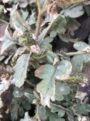 Phacelia ramosissima