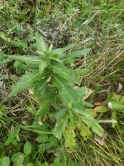 Cirsium arvense integrifolium