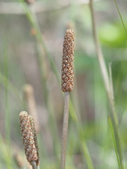 Xanthorrhoea minor lutea