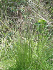 Xanthorrhoea minor lutea
