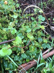 Muehlenbeckia adpressa