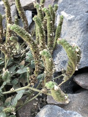 Phacelia ramosissima