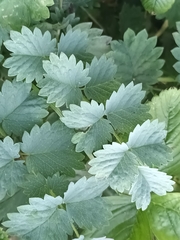Sanguisorba minor