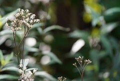 Cyanthillium cinereum
