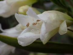Eremophila mitchellii