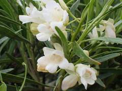 Eremophila mitchellii