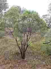 Eremophila mitchellii