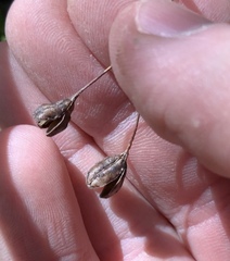 Libertia