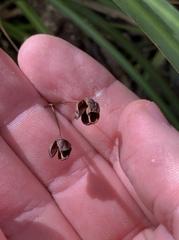 Libertia
