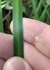 Libertia