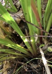 Libertia