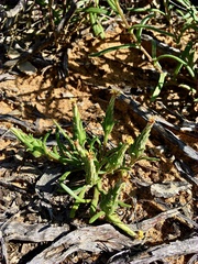 Podotheca angustifolia