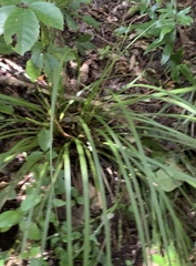 Libertia